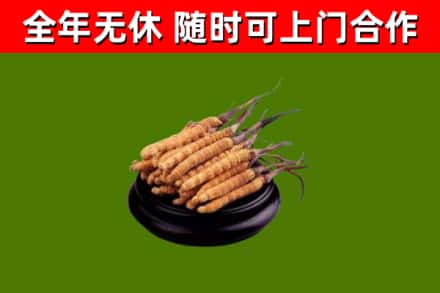 小金县回收冬虫夏草